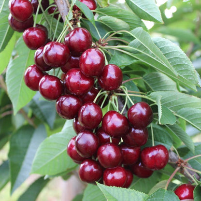 Scottish Perthshire Black Cherries & Merlot