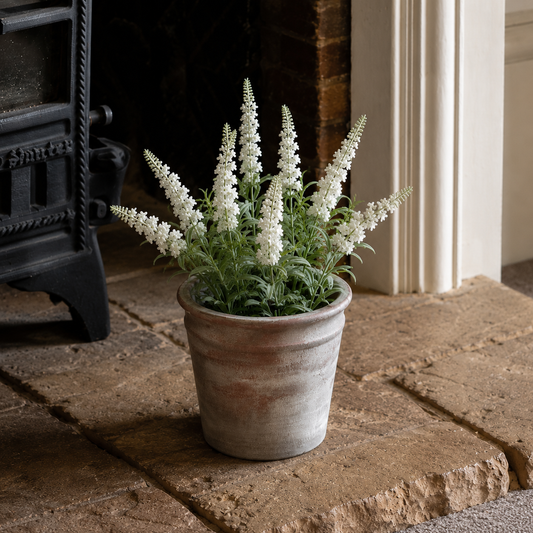 White Lavender