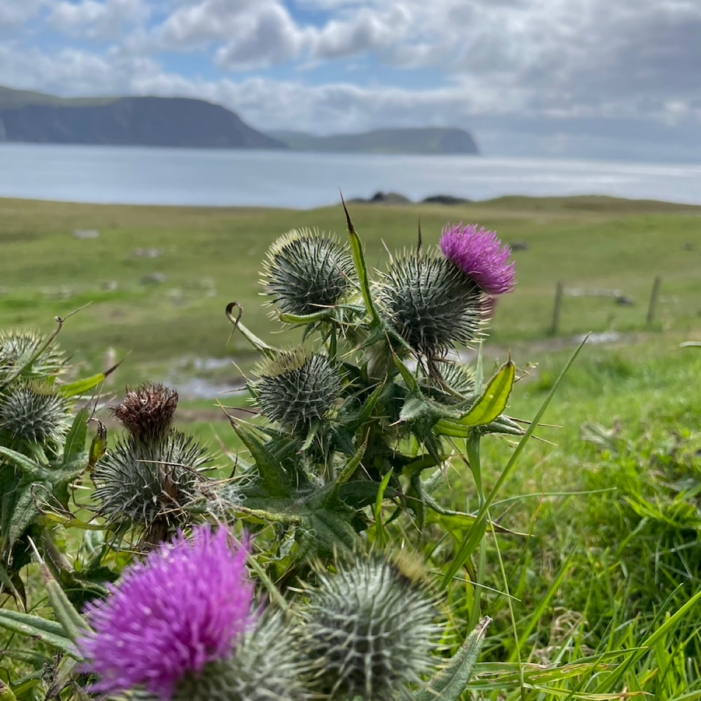 Wild Scottish Thistles