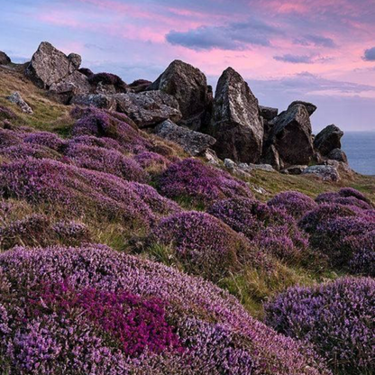 Scottish Heather