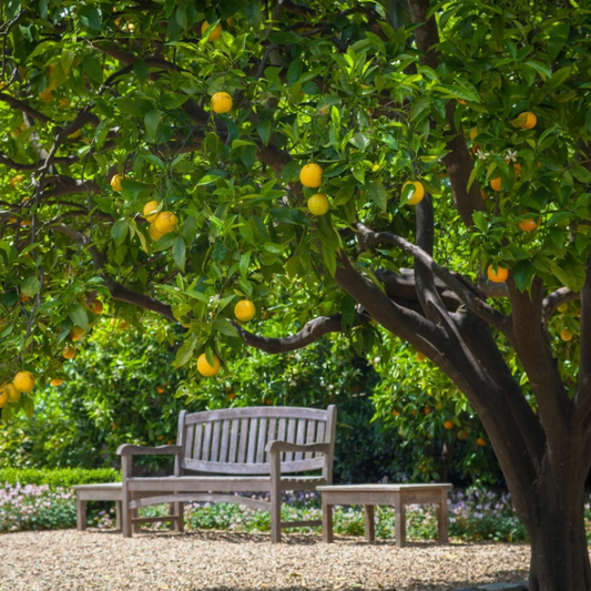 The Estate Orchard