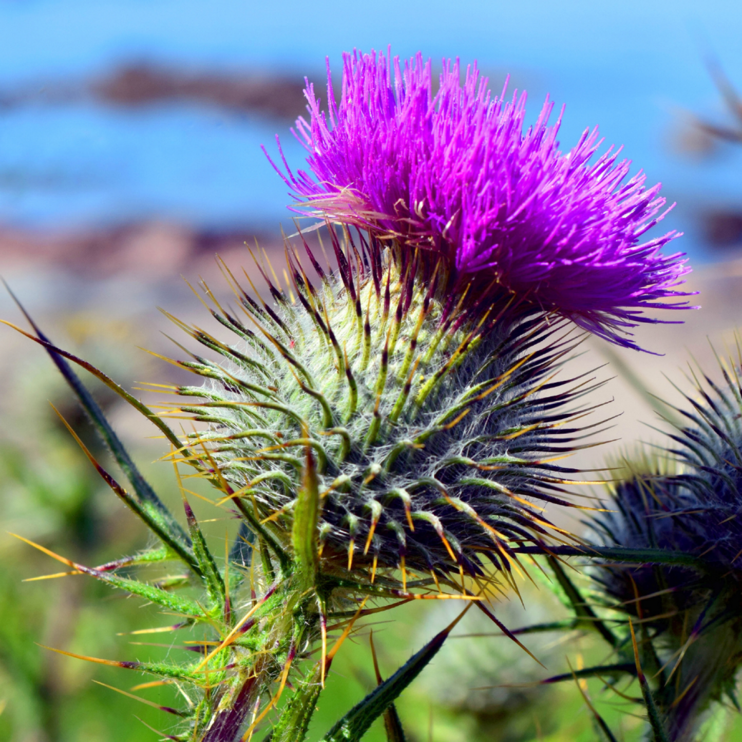 Flower of Scotland