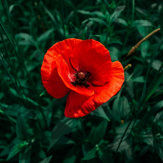 Scottish Scarlet Poppy